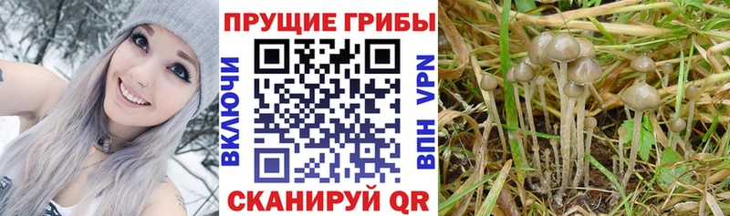 Псилоцибиновые грибы прущие грибы  Сафоново 